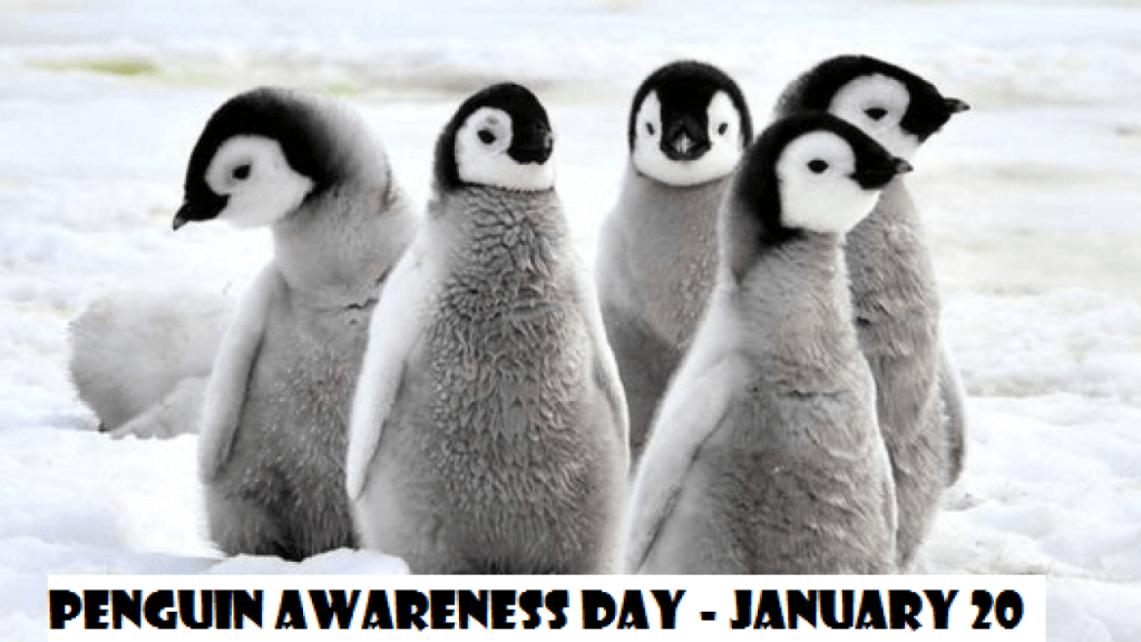 Penguin Awareness Day Craft With Video - Great Barrington Libraries